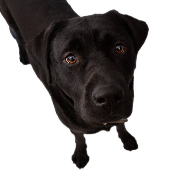 Bürohund Balu schaut nach oben in die Kamera